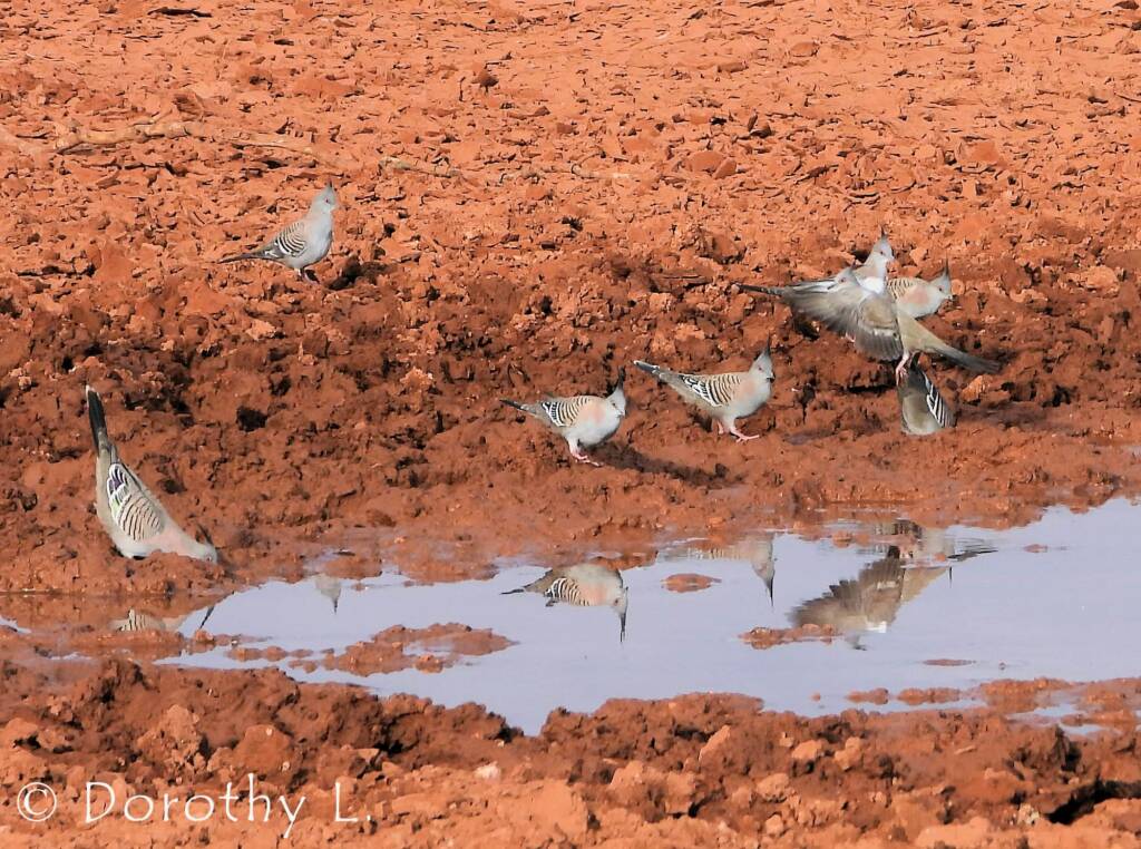 Crested Pigeon (Ocyphaps lophotes)