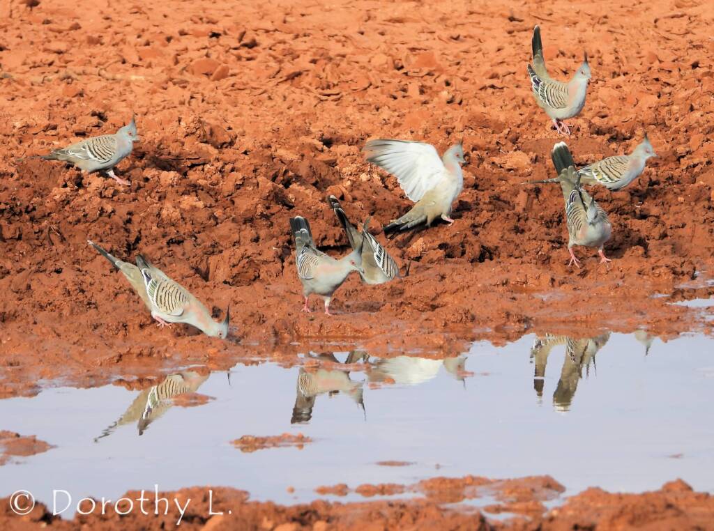 Crested Pigeon (Ocyphaps lophotes)