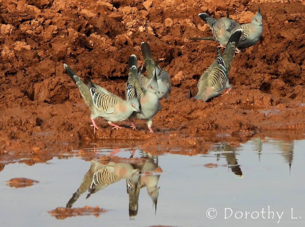 Crested Pigeon (Ocyphaps lophotes)