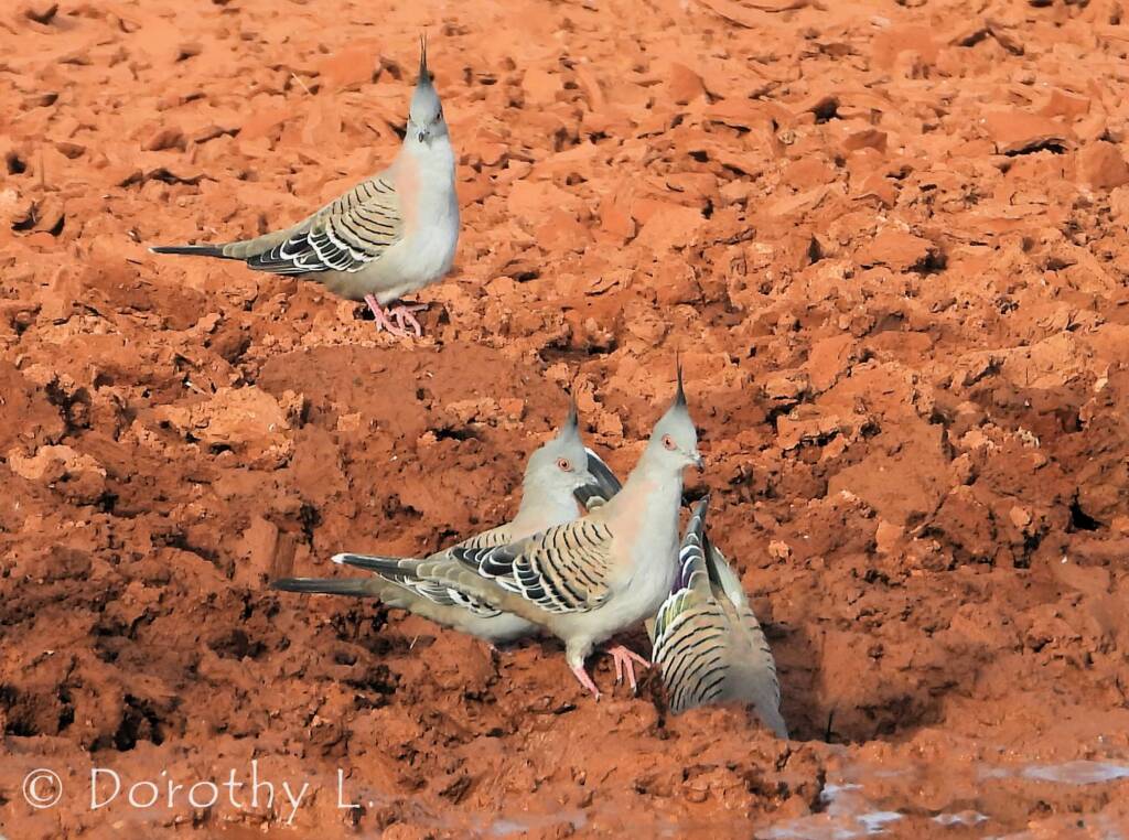 Crested Pigeon (Ocyphaps lophotes)