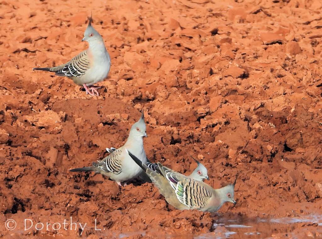 Crested Pigeon (Ocyphaps lophotes)