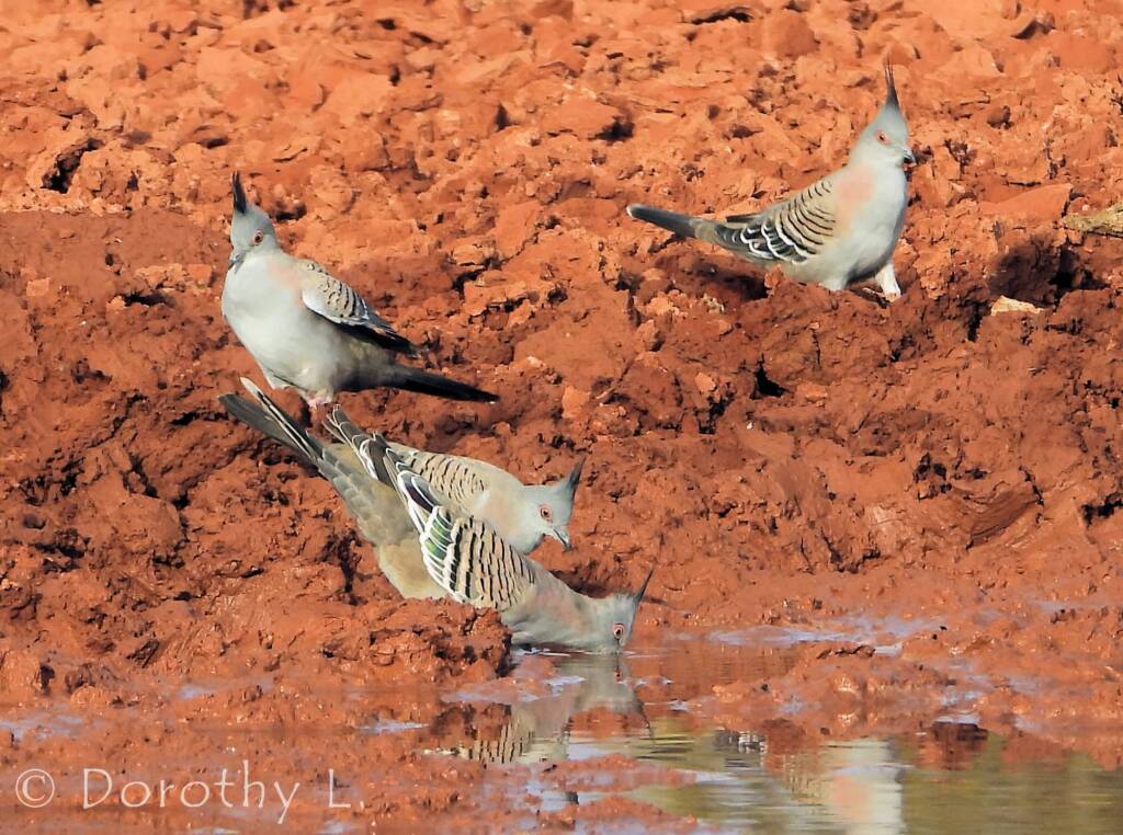 Crested Pigeon (Ocyphaps lophotes)