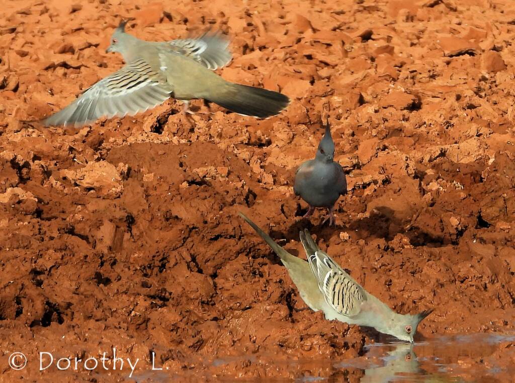 Crested Pigeon (Ocyphaps lophotes)