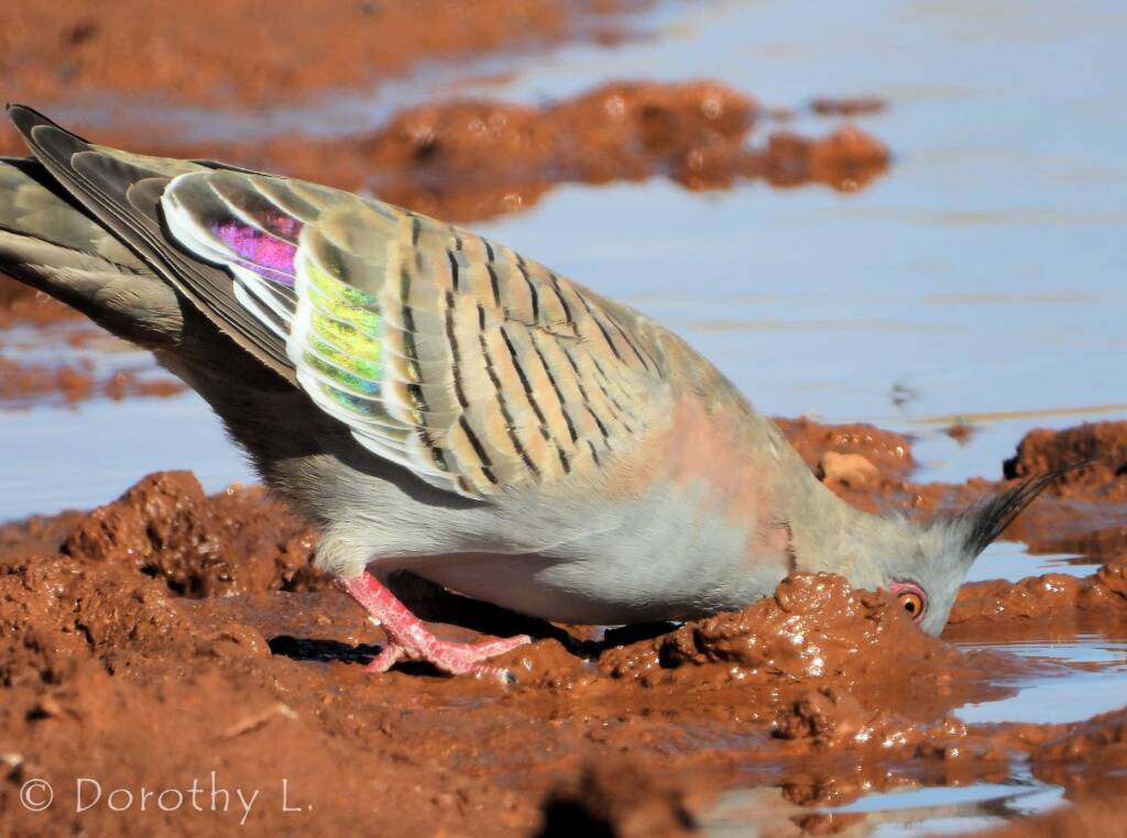 Crested Pigeon (Ocyphaps lophotes), Santa Teresa, NT