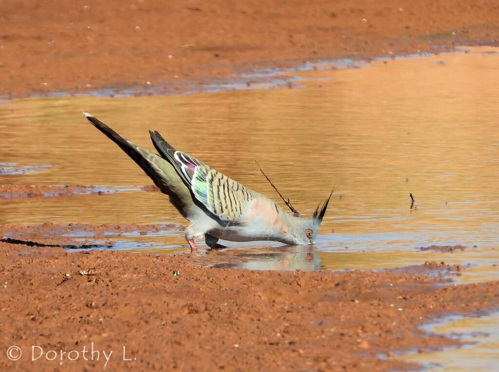 Crested Pigeon (Ocyphaps lophotes), Santa Teresa, NT