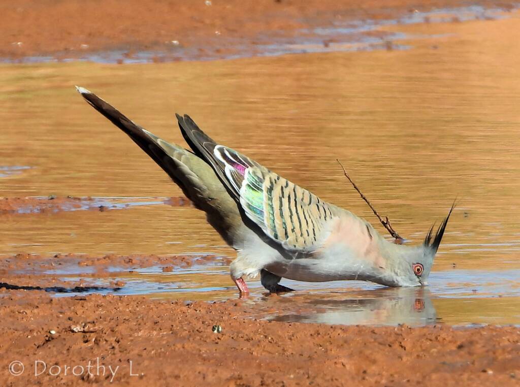 Crested Pigeon (Ocyphaps lophotes), Santa Teresa, NT