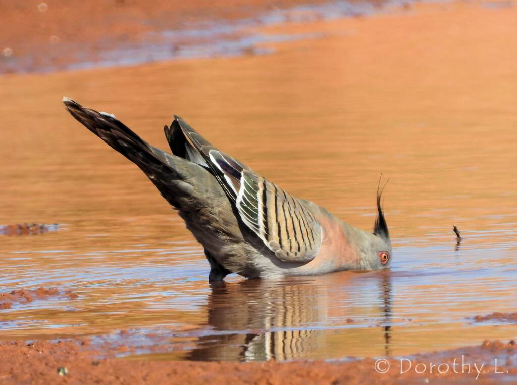 Crested Pigeon (Ocyphaps lophotes), Santa Teresa, NT