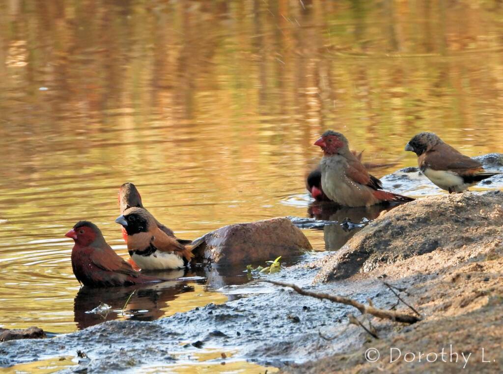 Crimson Finch, Chestnut-breasted Mannikin