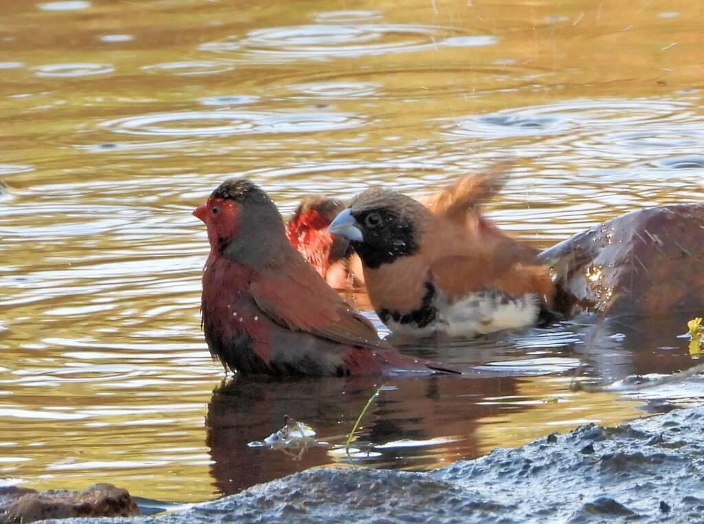 Crimson Finch, Chestnut-breasted Mannikin