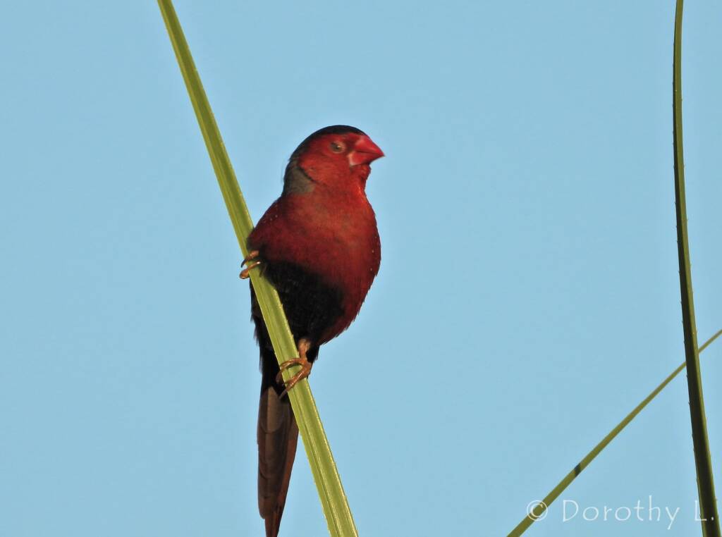 Crimson Finch (Neochmia phaeton)
