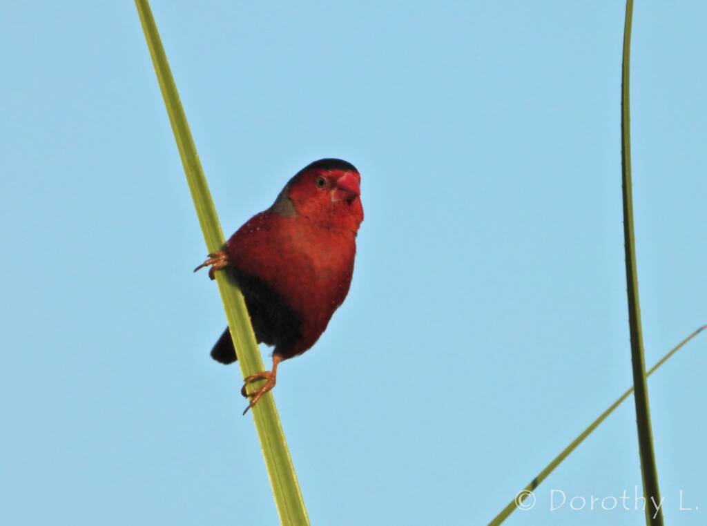 Crimson Finch (Neochmia phaeton)