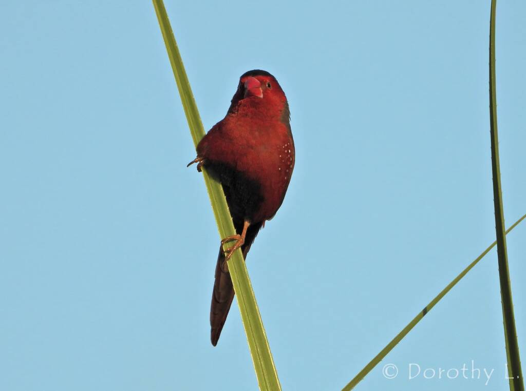 Crimson Finch (Neochmia phaeton)