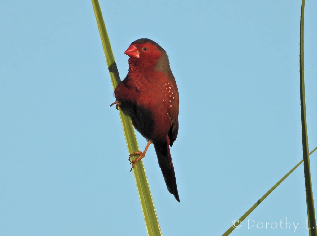 Crimson Finch (Neochmia phaeton)