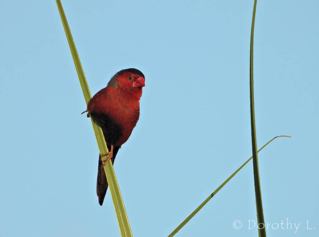 Crimson Finch (Neochmia phaeton)