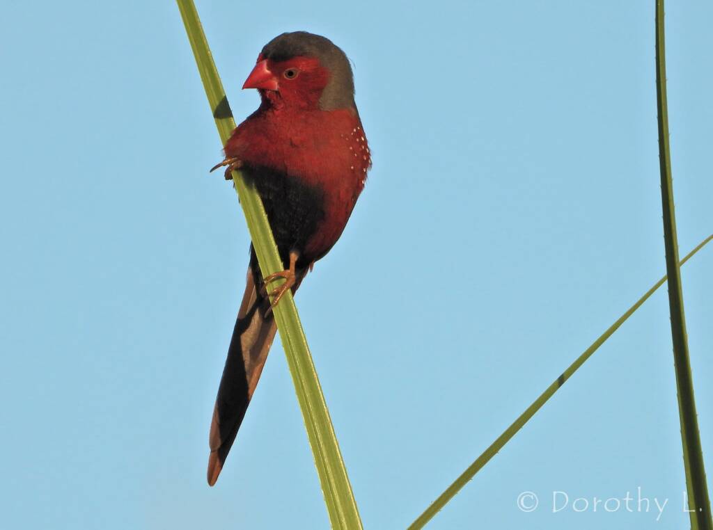 Crimson Finch (Neochmia phaeton)