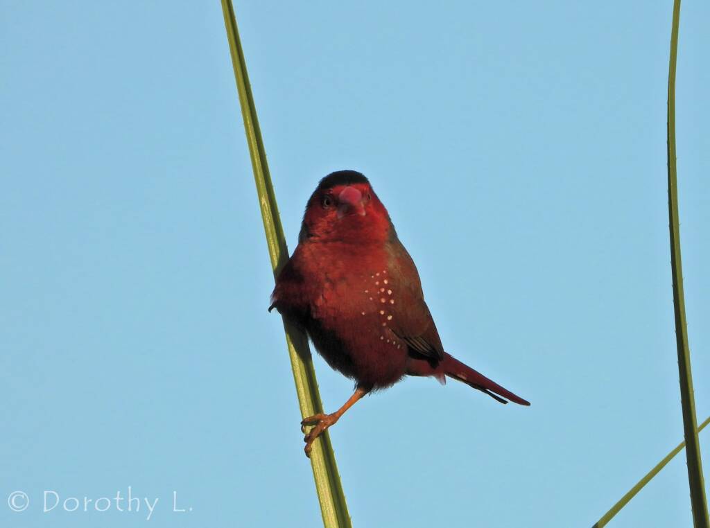 Crimson Finch (Neochmia phaeton)