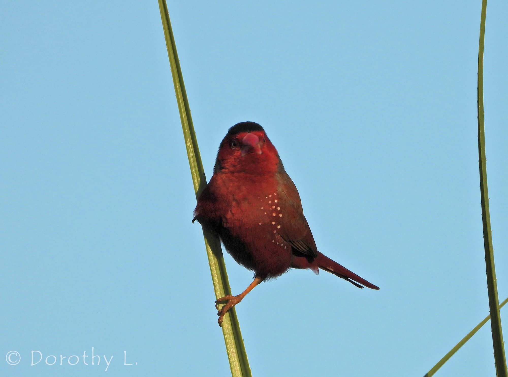 Crimson Finch (Neochmia phaeton)