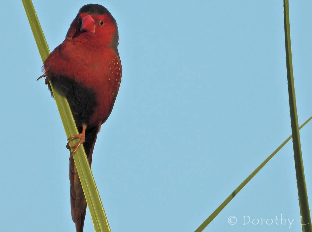 Crimson Finch (Neochmia phaeton)