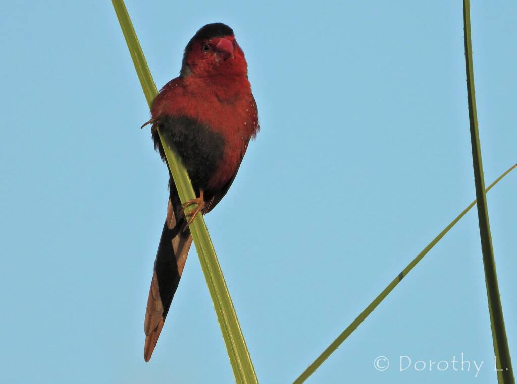 Crimson Finch (Neochmia phaeton)