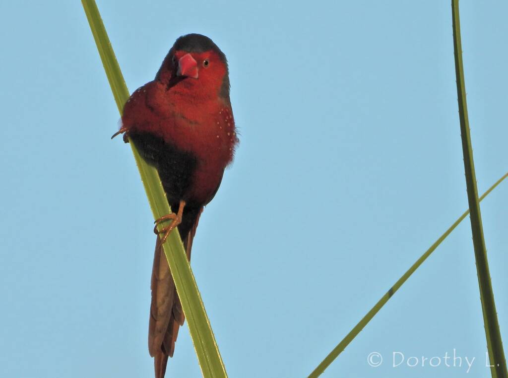 Crimson Finch (Neochmia phaeton)