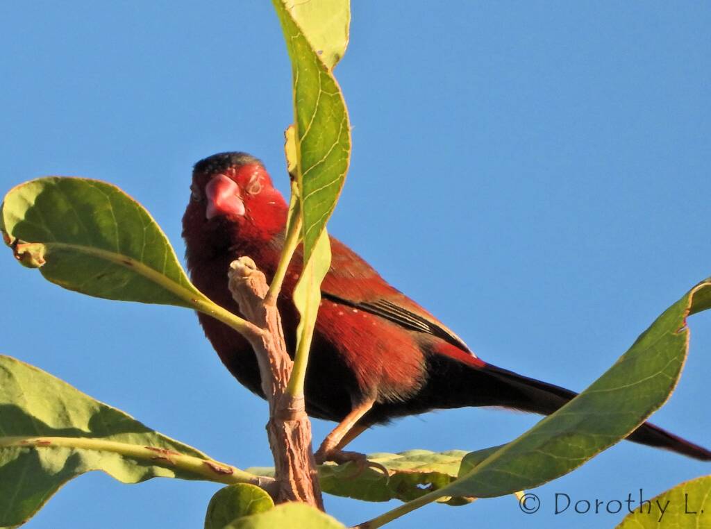 Crimson Finch (Neochmia phaeton)