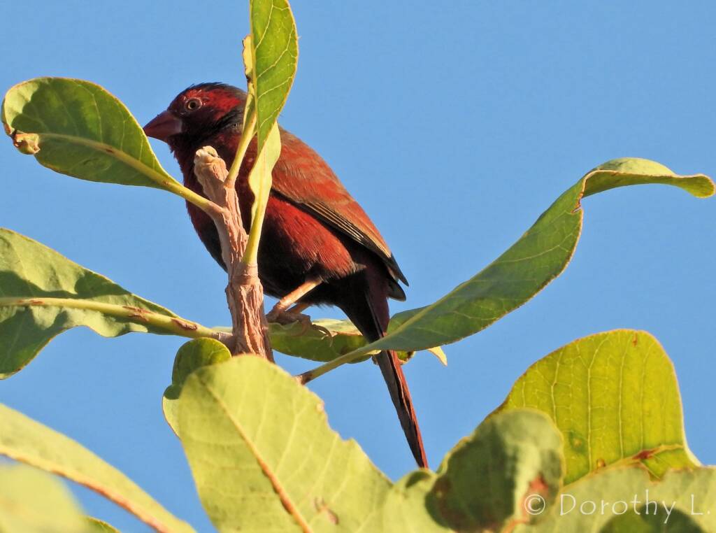 Crimson Finch (Neochmia phaeton)