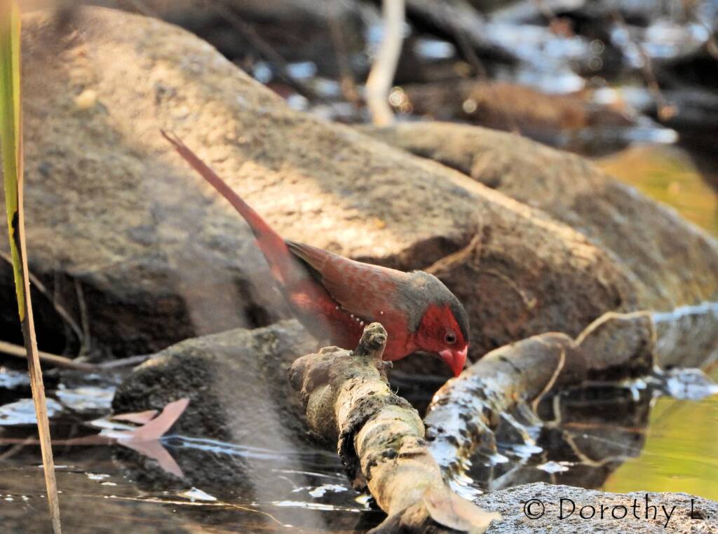 Crimson Finch (Neochmia phaeton)