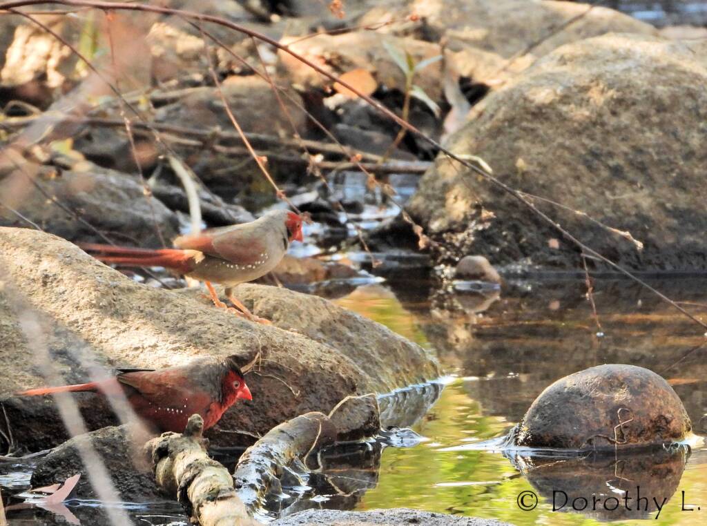 Crimson Finch (Neochmia phaeton)