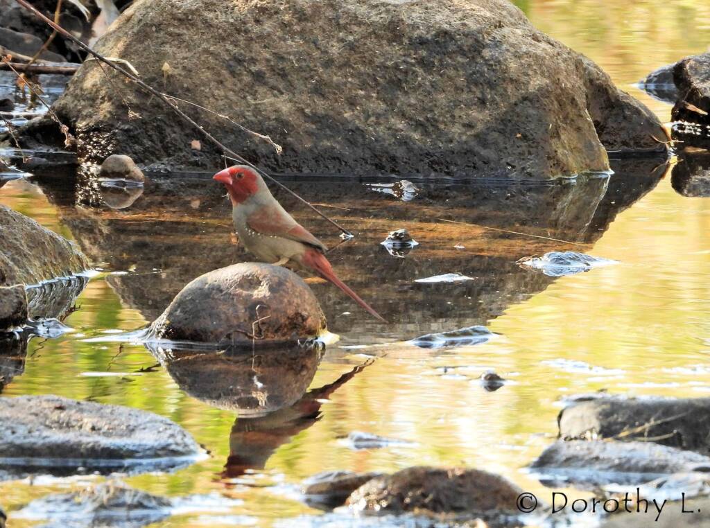 Crimson Finch (Neochmia phaeton)