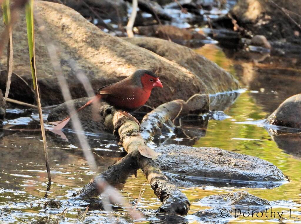 Crimson Finch (Neochmia phaeton)