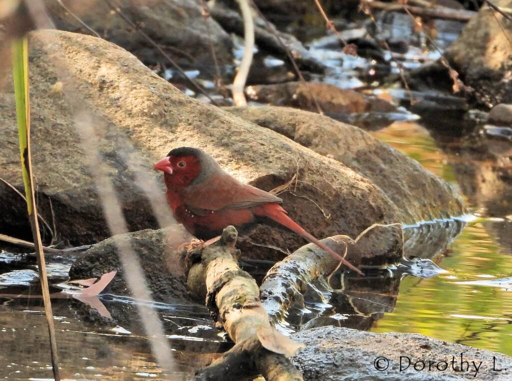 Crimson Finch (Neochmia phaeton)