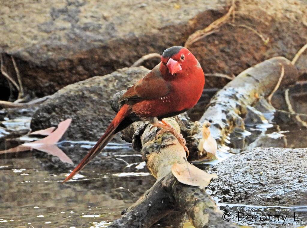 Crimson Finch (Neochmia phaeton)