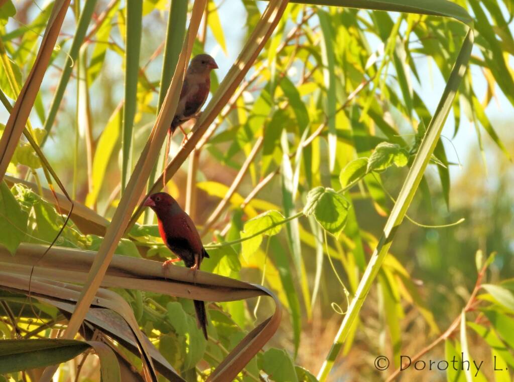 Crimson Finch (Neochmia phaeton)
