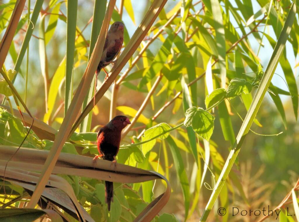 Crimson Finch (Neochmia phaeton)