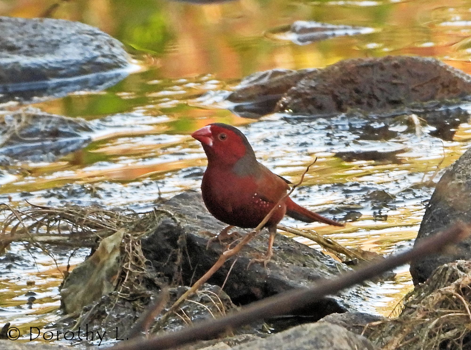 Crimson Finch (Neochmia phaeton)