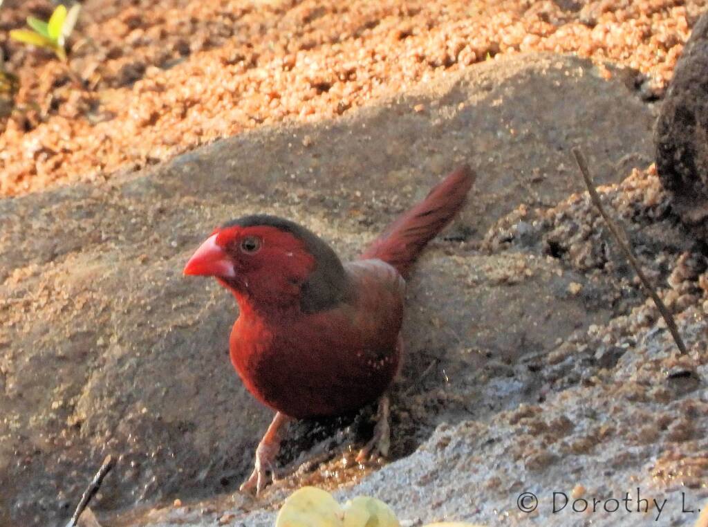 Crimson Finch (Neochmia phaeton)