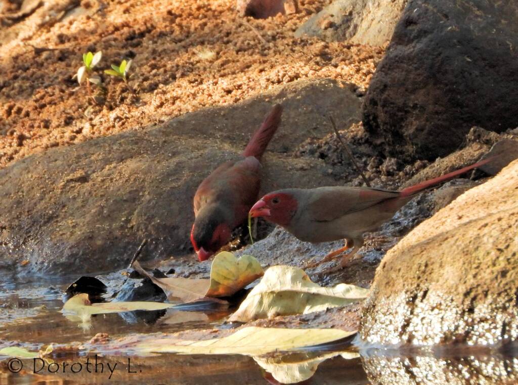 Crimson Finch (Neochmia phaeton)