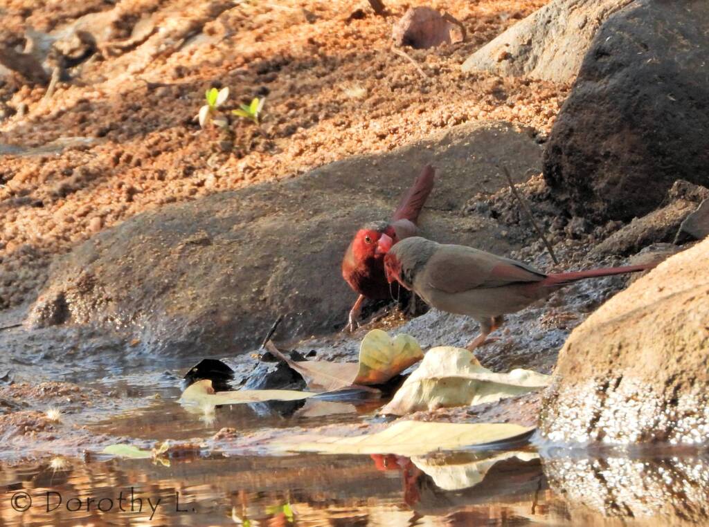 Crimson Finch (Neochmia phaeton)