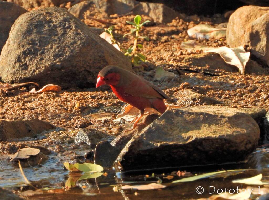 Crimson Finch (Neochmia phaeton)