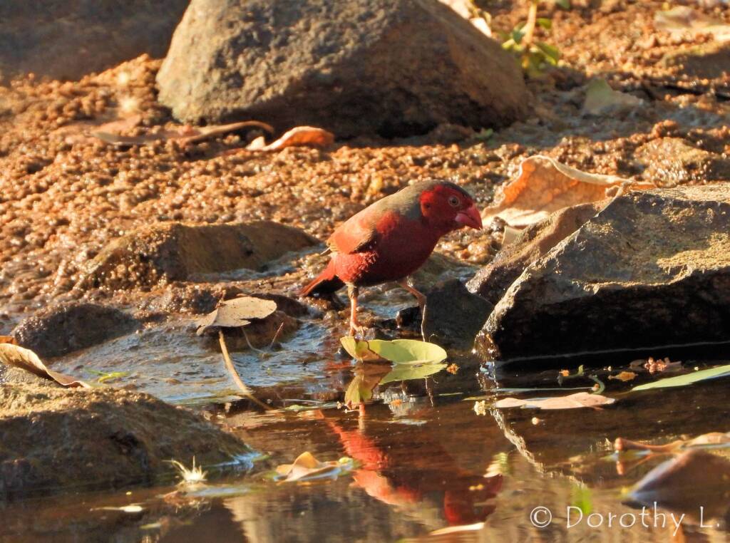 Crimson Finch (Neochmia phaeton)