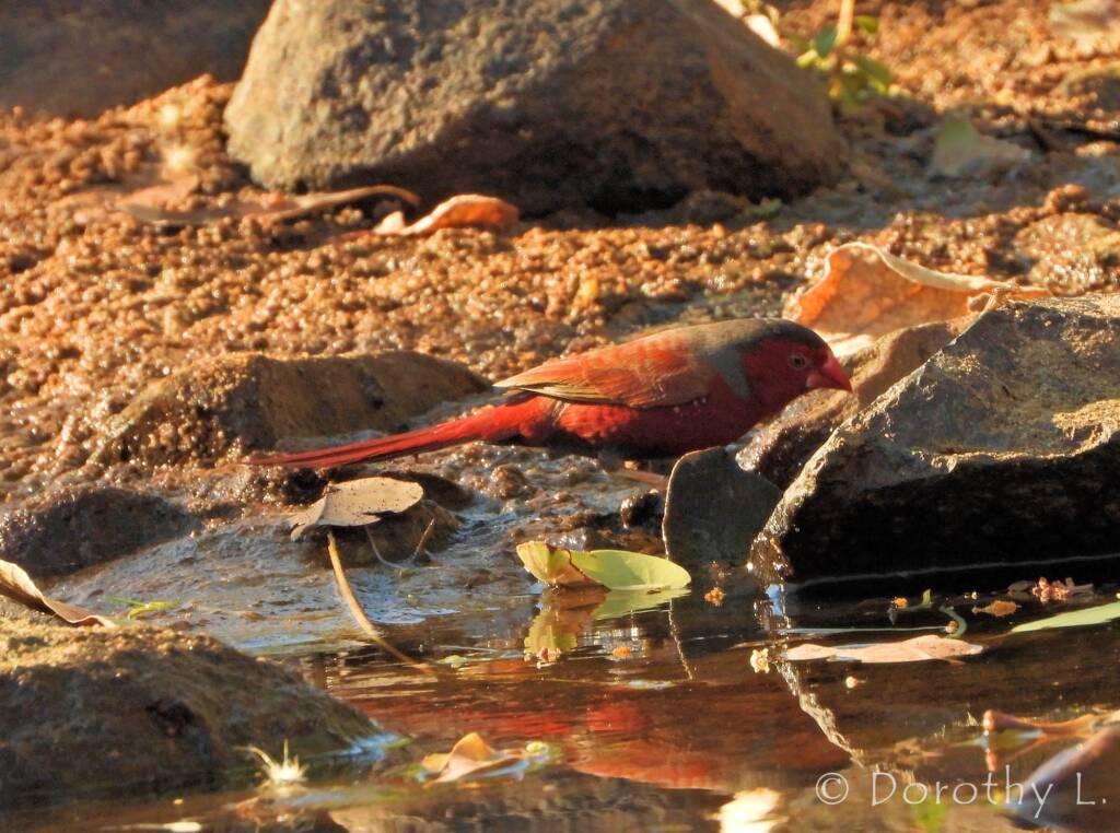 Crimson Finch (Neochmia phaeton)
