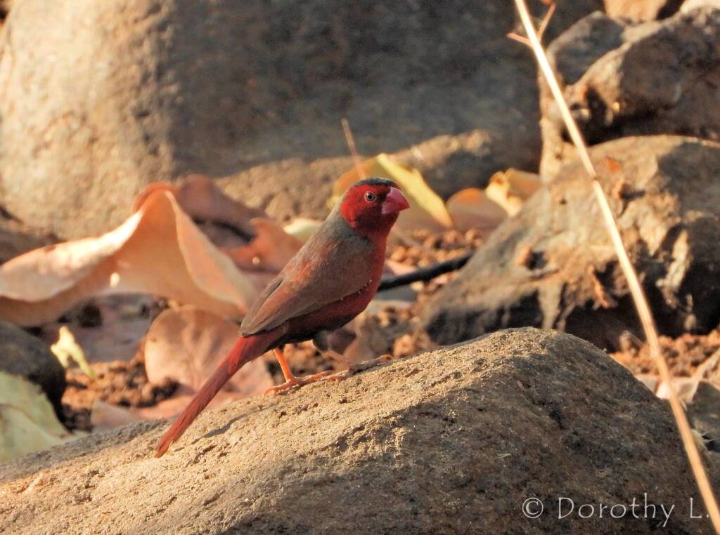 Crimson Finch (Neochmia phaeton)