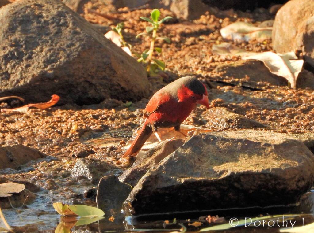 Crimson Finch (Neochmia phaeton)