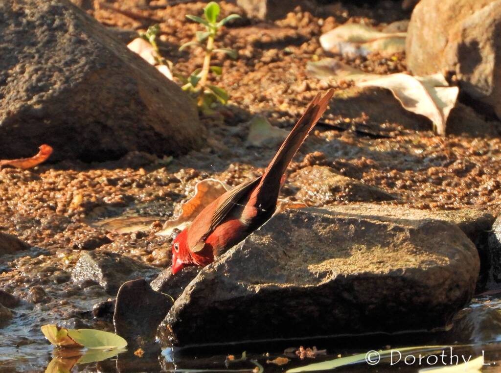 Crimson Finch (Neochmia phaeton)