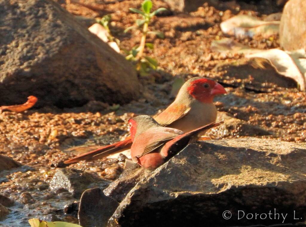 Crimson Finches (Neochmia phaeton)