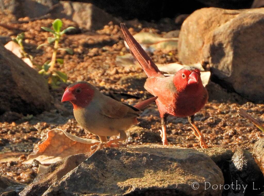 Crimson Finch (Neochmia phaeton)