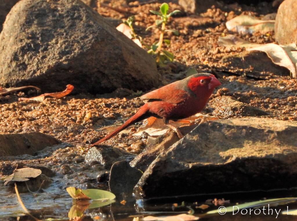 Crimson Finch (Neochmia phaeton)