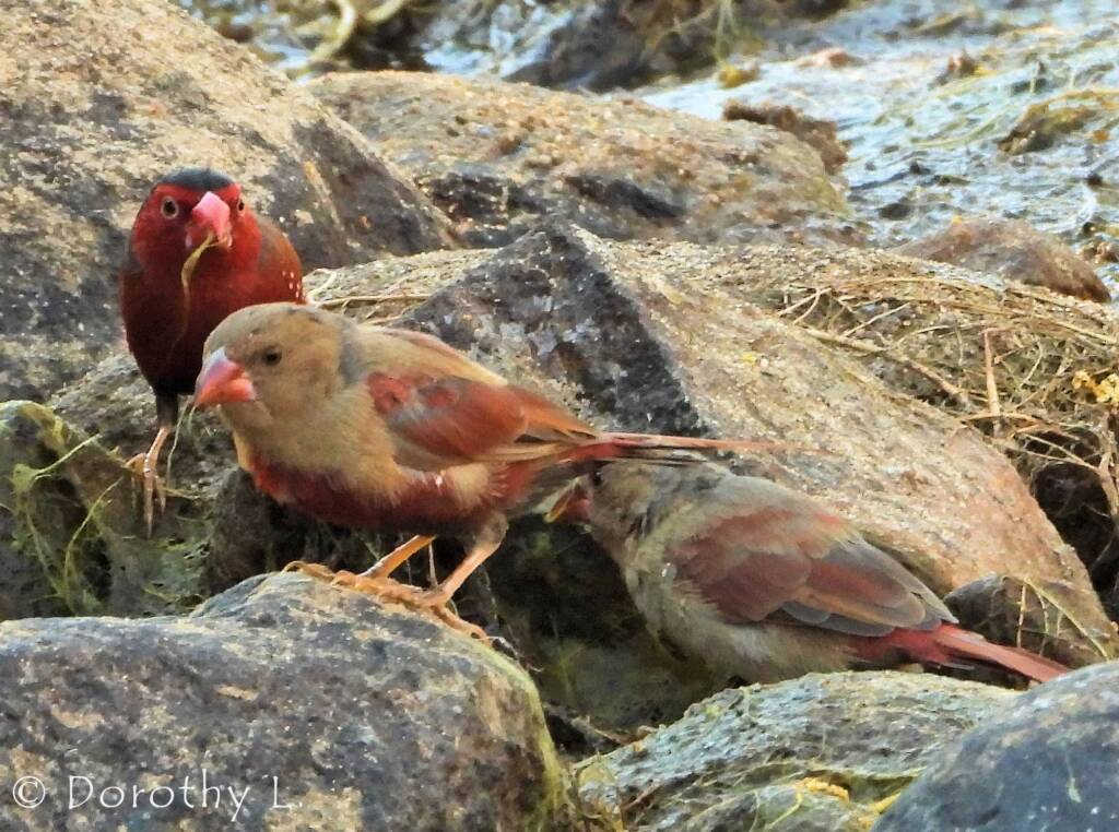 Crimson Finch (Neochmia phaeton)