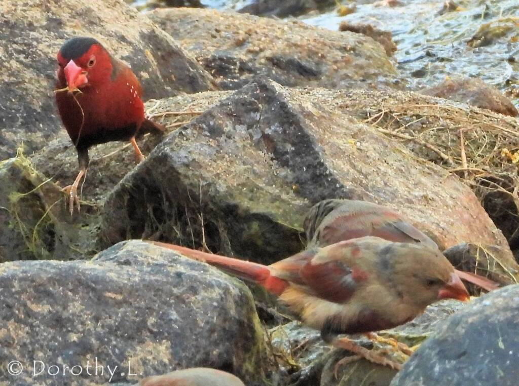 Crimson Finch (Neochmia phaeton)