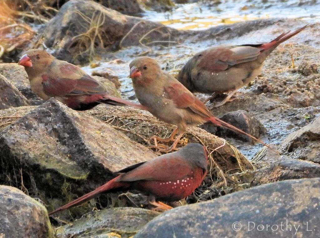 Crimson Finch (Neochmia phaeton)